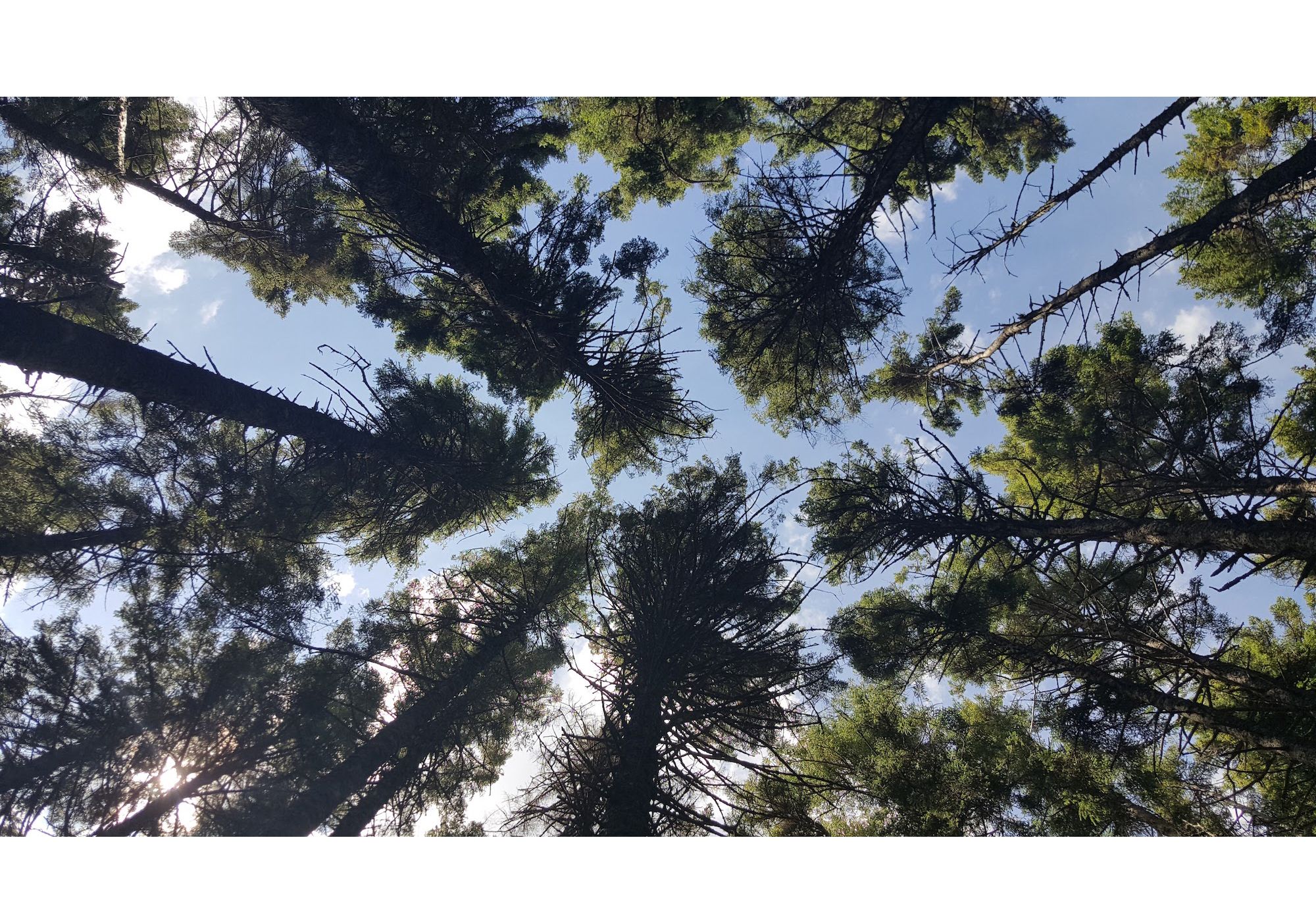 Crown of trees looking up.